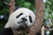 大熊猫吃瓜真实视频,萌态十足引网友热议