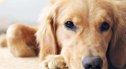 金毛麻麻吃瓜视频,萌宠美食瞬间，萌态可掬引网友热议