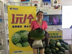 驻马店吃瓜事件视频最新,一场网络狂欢背后的真相与反思