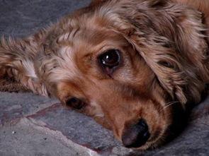 狗狗吃凉瓜黄豆好吗视频,狗狗食用凉瓜黄豆的安全性探讨