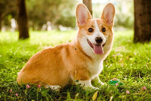 柯基犬吃哈密瓜视频教程,轻松学会喂食技巧