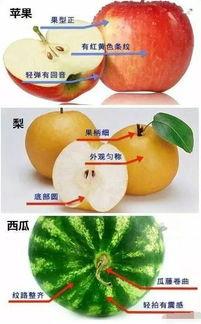 吃瓜买水果的视频,跟随视频探索水果选购与品尝之旅