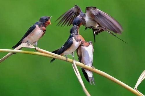 燕子带你吃瓜搞笑视频,搞笑视频集锦