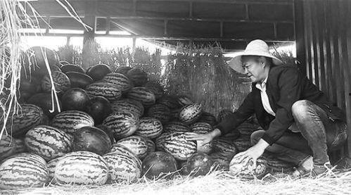 隆昌吃瓜群众事件视频,一场网络舆论的风暴与反思