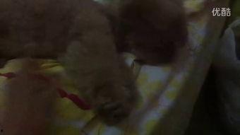 东北雨姐吃瓜视频完整版,揭秘娱乐圈幕后真相