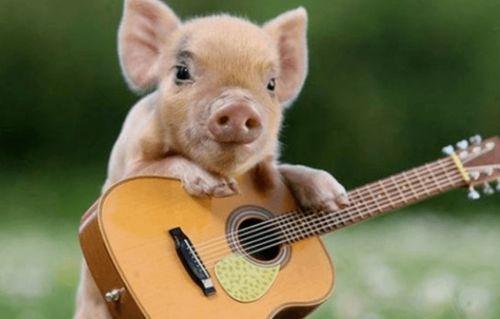 猪吃瓜声音视频,趣味横生萌态十足